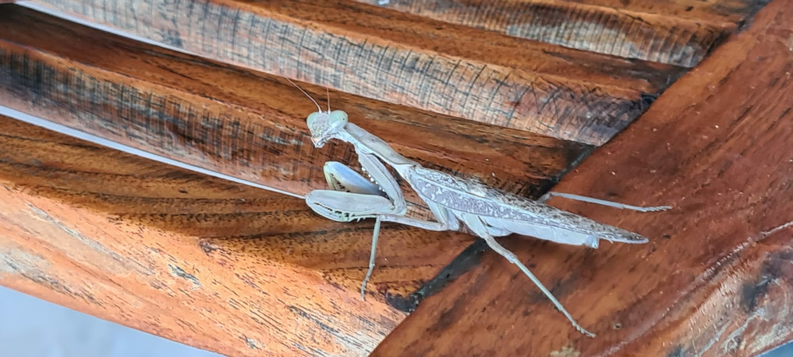 Mantis Nature & Wildlife Photo