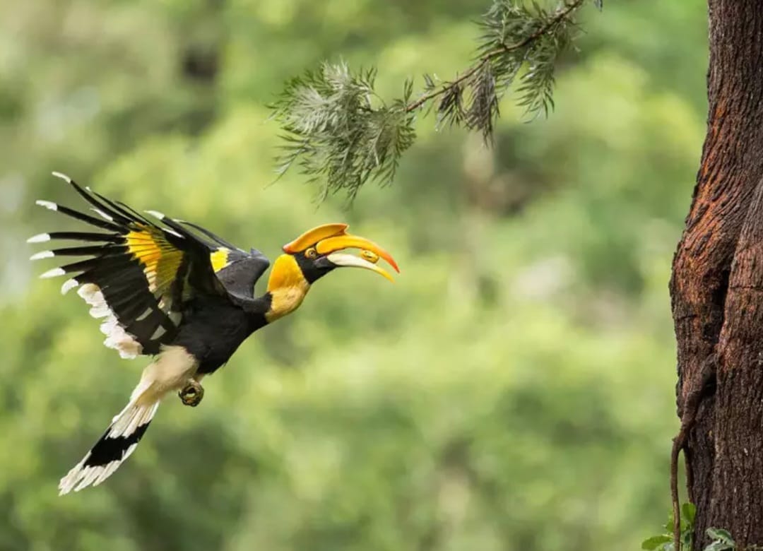 Nature & Wildlife Photo